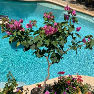 Seafoam Pink Bougainvillea Plant – 6" Vigorous Blooms, Outdoor Grown, Established Plant BIG Plant -BIG box req