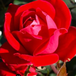 Rose -Double Red KO Rose- Easiest rose to grow. None of the typical rose problems. I’ll teach you. See pics of starter plants.