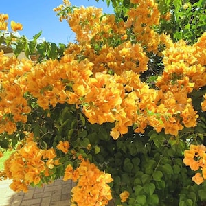 May include: A vibrant bush overflowing with bright orange flowers and lush green foliage. The flowers are clustered together, creating a dense and colorful display against a clear blue sky. The image captures the beauty of a flowering plant.