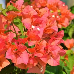 May include: Close-up of vibrant bougainvillea flowers in shades of pink and orange, with green leaves. The image showcases the colorful blooms of the bougainvillea plant, a popular ornamental vine.