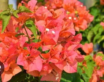 Sundown Orange Bougainvillea Plant: 4" Starter Plant  Mature second season plants