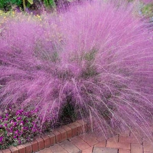 May include: A large, vibrant bush of pink muhly grass. The feathery, cloud-like blooms create a soft, textured appearance. The plant is surrounded by other greenery and small purple flowers, set against a brick pathway.