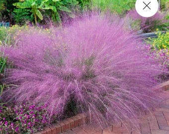 Muhly grass multi plugs/liners 3 pack.   Full.   Why buy seed?