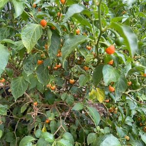 Brazilian Goat Pepper “Pimente Bode”. 6” setting peppers