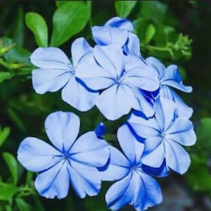 Blue plumbago-liner/plug limited time. 2 for 10
