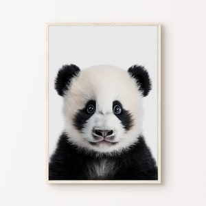Arte de la pared del oso panda bebé, impresión de la guardería de los animales lindos, fotografía del panda imprimible, cartel de la habitación de los niños, decoración de la guardería, descarga digital