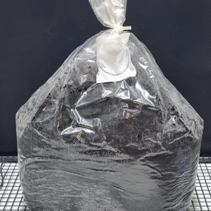 May include: A large plastic bag filled with black potting compost. The bag is tied at the top with a twist tie.
