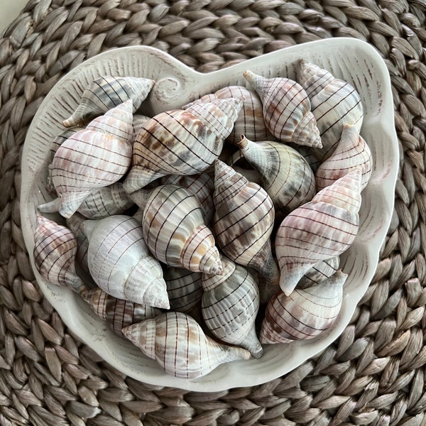 1 pound of hand picked Gulf Coast shells presented in a conch shaped bowl. Home Decor, Wedding Centerpiece, Favor, Gift