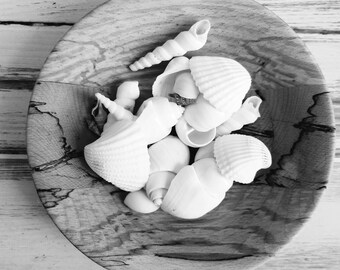 Sea Shell Collection: Natural History Cabinet Decor