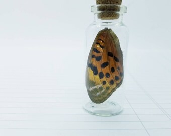Orange & Black Butterfly Wing in Glass Jar: Natural History Oddity