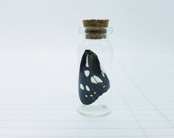 Blue and Black Butterfly wing- Corked Jar- Natural History- Cabinet of Curiosities- Jar Assemblage