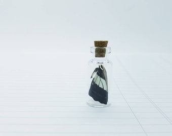Small Black and White Butterfly Wing in Glass Jar