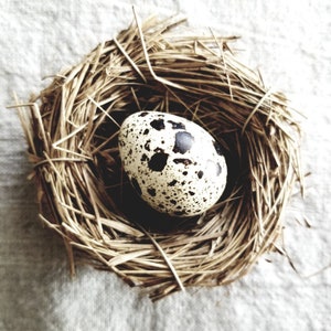 Fertile hatching egg -  Canada