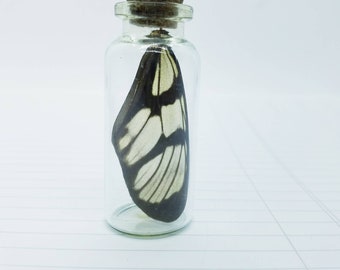 Butterfly Wing Jar: Natural History Display (2.5 inches)
