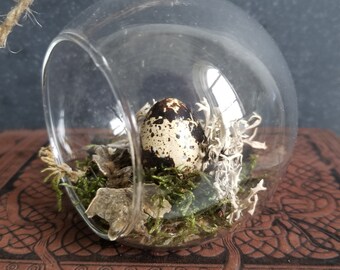 Egg Woodsy Glass Globe, Forestcore Scene, Moss Assemblage, Cottagecore Display,  Collection of Curiosities