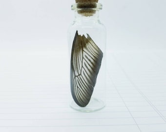 Natural History Museum