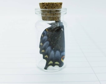 Butterfly Wing in Jar- Blue Butterfly- Cabinet of Curiosities- Natural History Collection