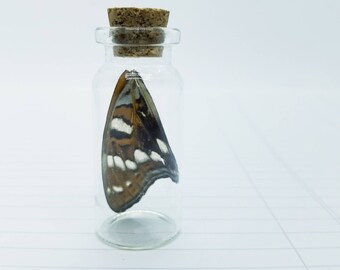 Orange, Black, White Butterfly Wing in Jar- Insect Collection, Specimen