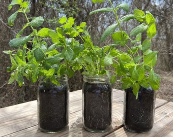 32oz Mason Jar Planters with Hole - Living Jar