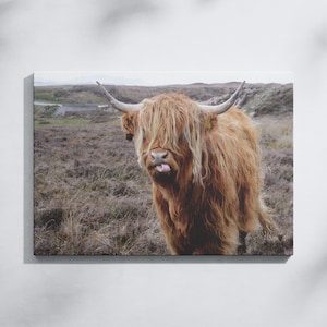 Highland Cow Wall Art, Cow Poster, Farmhouse Decor, Highland Cow Canvas Wall Hanging, Scottish Cow Canvas Print, Country Wall Art