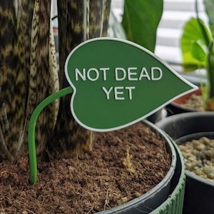 Könnte beinhalten: Eine grüne Pflanze mit einem blattförmigen Schild, auf dem "NOT DEAD YET" steht.