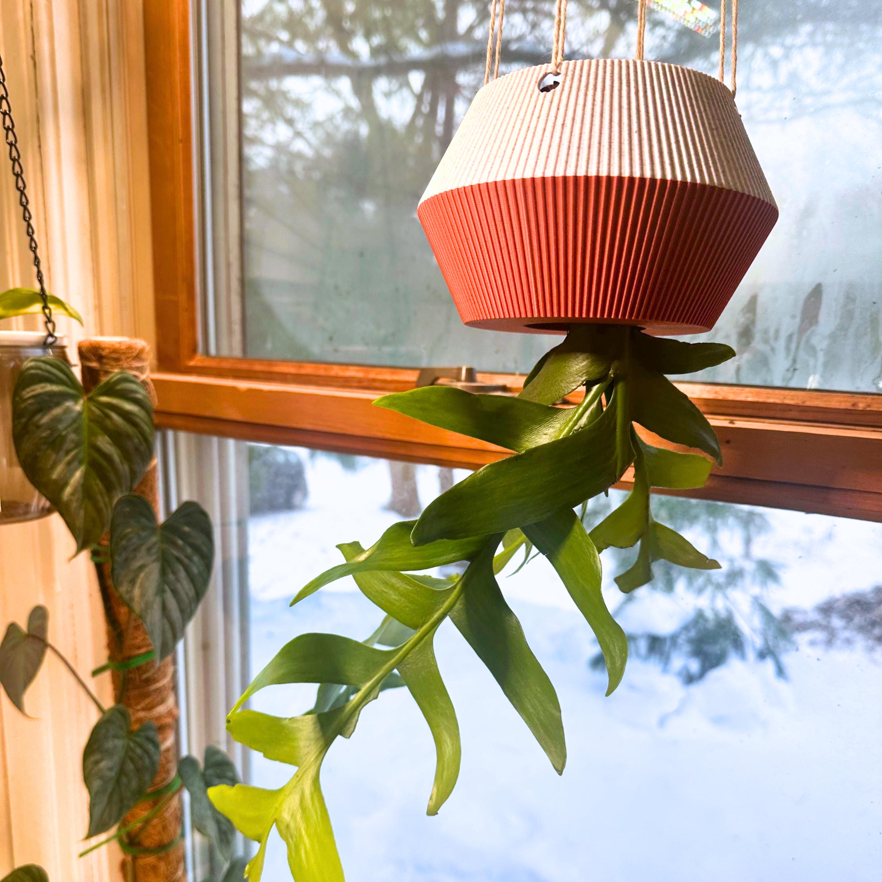 観葉植物　アトランティス　21cm吊り鉢ごと 訳あり】 観葉植物 アトランティス 21cm吊り鉢ごと 逆さまの植木鉢