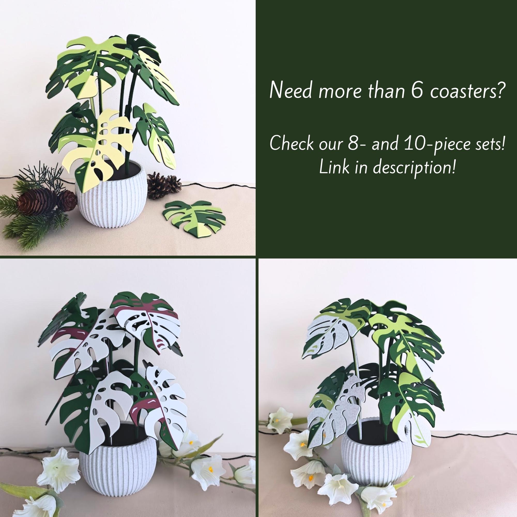 モンステラコースター植物、マグネット式葉っぱ（内側に穴あり）、植物
