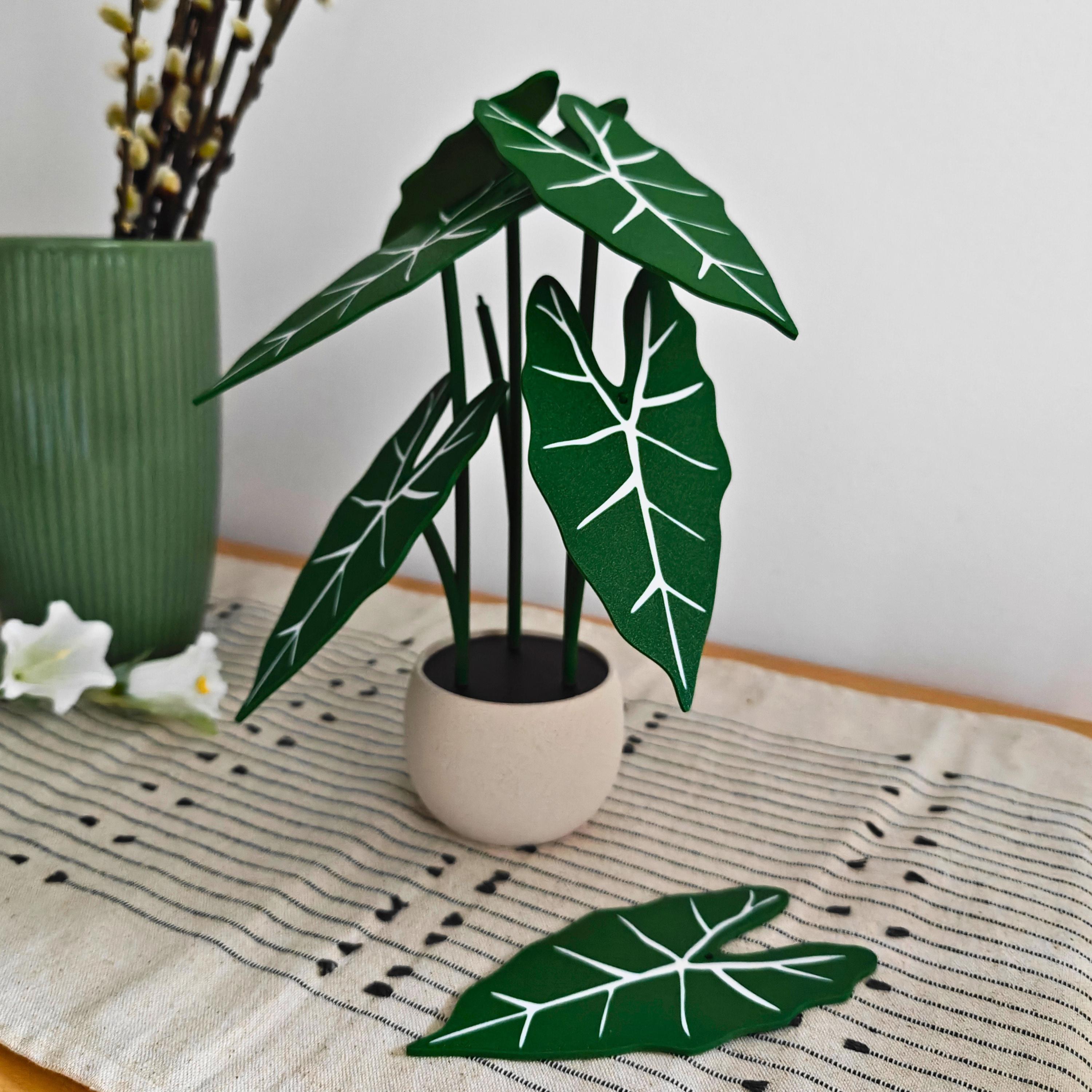 Bulbs alocasia jacklyn - Etsy 日本