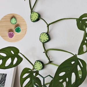 May include: A close-up of a Monstera plant with green leaves and a white wall background. The image shows several leaf-shaped plant clips in green, dark green, and purple. The clips are holding the plant's vines against the wall.
