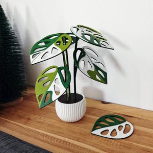 Monstera adansonii coaster plant with variegated leaf coasters arranged in a decorative pot holder