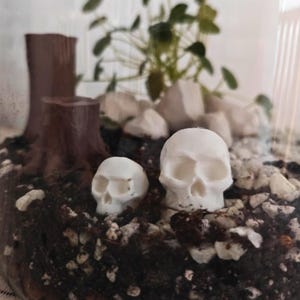 Pode incluir: Duas estatuetas de caveira de cerâmica branca em um terrário com terra marrom, pequenas pedras brancas e um toco de árvore marrom.