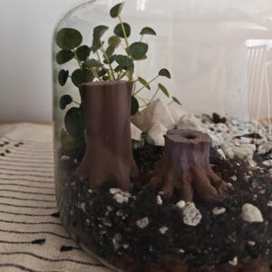 Puede incluir: Un terrario de vidrio con un paisaje en miniatura. Presenta una pequeña planta con hojas verdes redondas, decoraciones de tocones de árboles marrones, piedras blancas y tierra oscura. El terrario está sobre una superficie rayada.