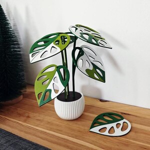 Tri-color Monstera adansonii coaster plant with detached leaf coaster beside the pot