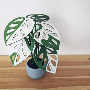 Two-color Monstera adansonii coaster plant styled as decorative tabletop plant