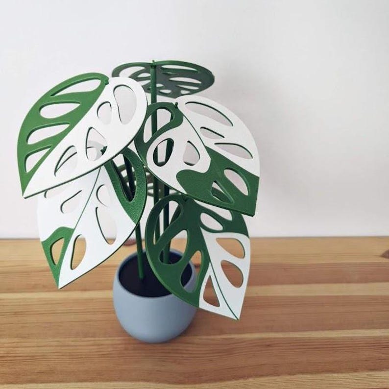 Two-color Monstera adansonii coaster plant styled as decorative tabletop plant