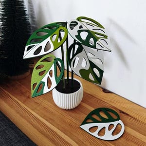 Tri-color Monstera adansonii coaster plant with detached leaf coaster beside the pot