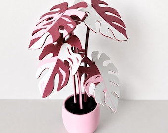 philodendron white wave vermehren Philodendron Monstera White Wave - Philodendron white wave