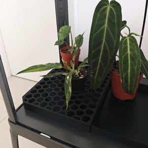 Puede incluir: Un soporte de plantas de metal negro con tres plantas en macetas. Las plantas tienen hojas verdes con variegación amarilla. El soporte tiene un estante con patrón de panal y un estante sólido. El fondo es una pared blanca.