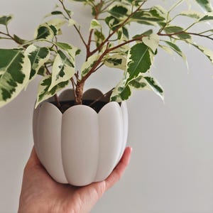 May include: A small, white, scalloped-edge planter holding a ficus plant. The plant has green and white variegated leaves and brown stems. The planter is held in a hand against a plain white background.