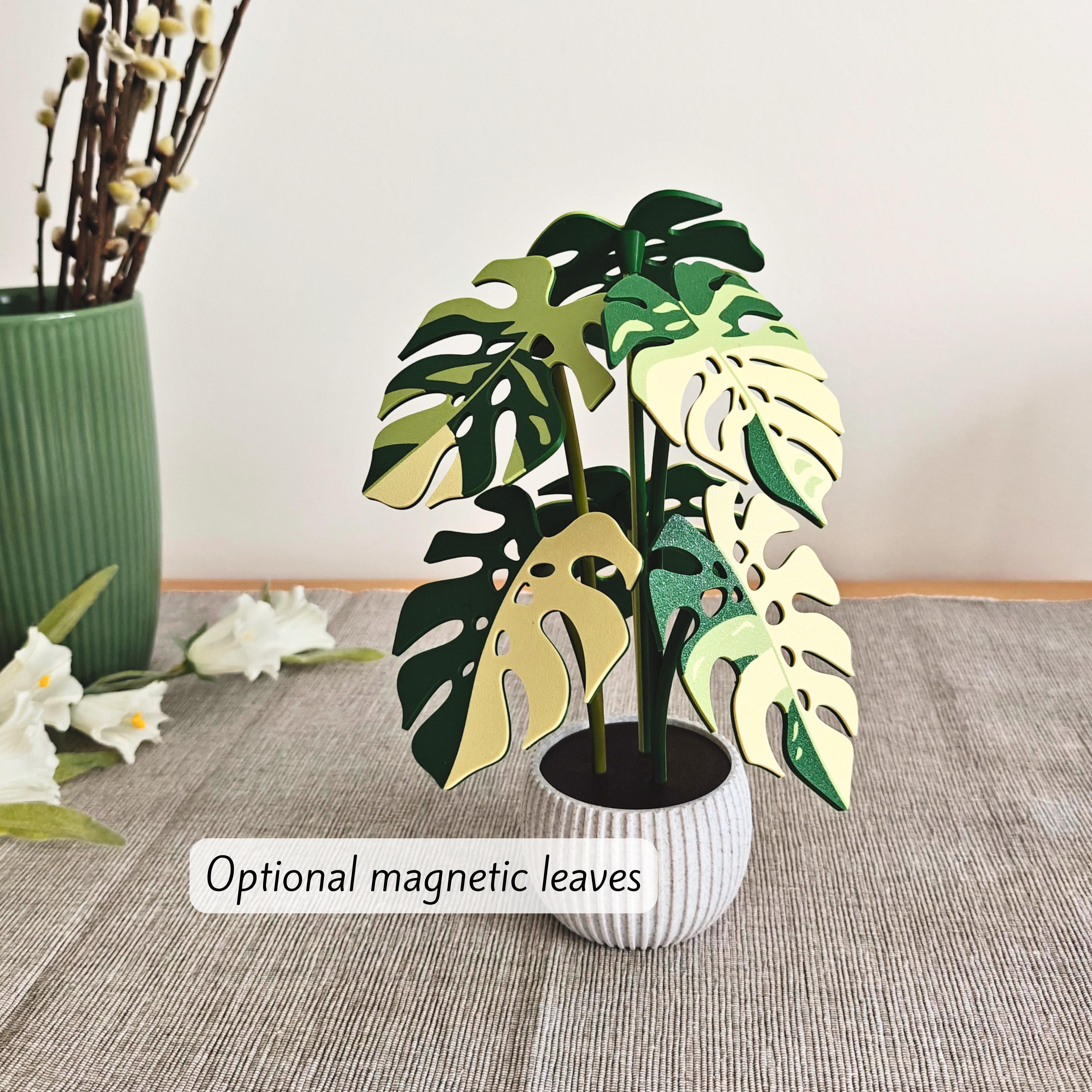 根付いた挿し木 斑入りモンステラ・アウレア オーレア・モンステラ( Monstera Borsigiana Yellow Variegata 