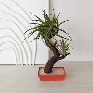 Bonsai Air plantenhouder, Tillandsia-display, 3D-geprinte plantenbak, cadeau voor plantenliefhebbers, 3D-geprint