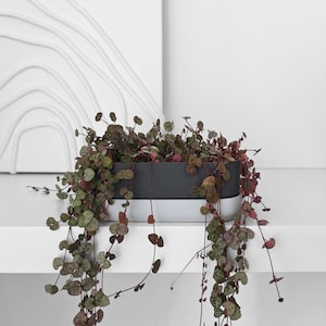 Low Narrow Planter for Succulents or Crawling Plants, Long Rectangular Pot for Small Shelves, 3d print