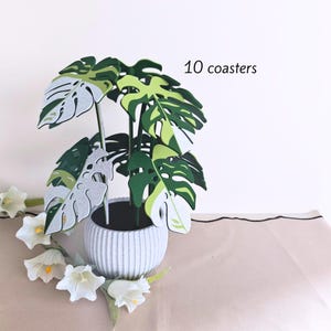 Può includere: Una pianta decorativa in feltro verde, bianco e grigio, che ricorda una Monstera. La pianta è in un vaso grigio a coste. Il testo "10 coasters" è visibile. Fiori bianchi disposti intorno alla base.