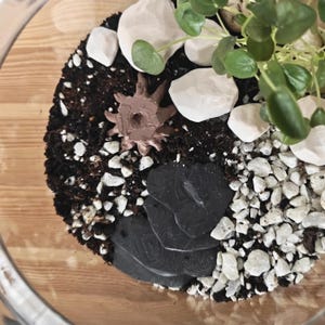 Puede incluir: Un terrario en un cuenco de vidrio, con capas de tierra, rocas blancas y pequeños guijarros. Un elemento decorativo marrón en forma de estrella y acentos de piedra negra en capas son visibles. Las plantas verdes añaden un toque natural.