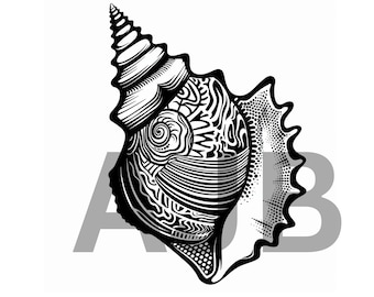 貝殻のベクターアート、SVG、PNG、DXF ファイル（デジタルダウンロード）