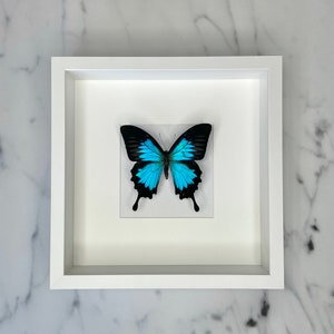 Papilio ulysses - Real prepared butterfly (blue/black) in white frame