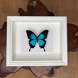 Papilio ulysses - Real prepared butterfly (blue/black) in white frame