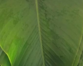 fresh/green Moimoi leaves ( 20 to 30 pieces)
