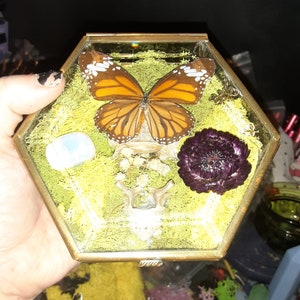 Foraged Bone Art, Vintage Glass Box, Vertebrae and Butterfly, Trinket Box, Macabre Décor, Gothic Home, Dried Florals image 3