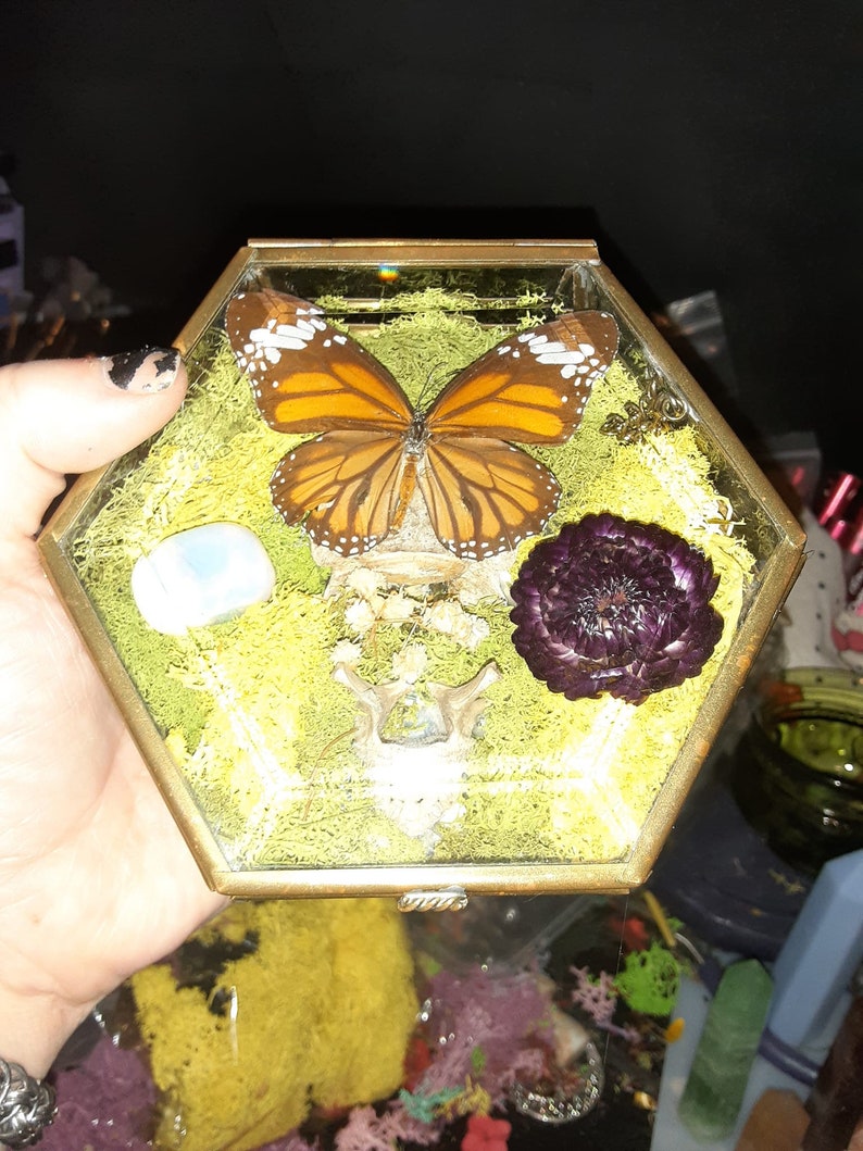 Foraged Bone Art, Vintage Glass Box, Vertebrae and Butterfly, Trinket Box, Macabre Décor, Gothic Home, Dried Florals image 3